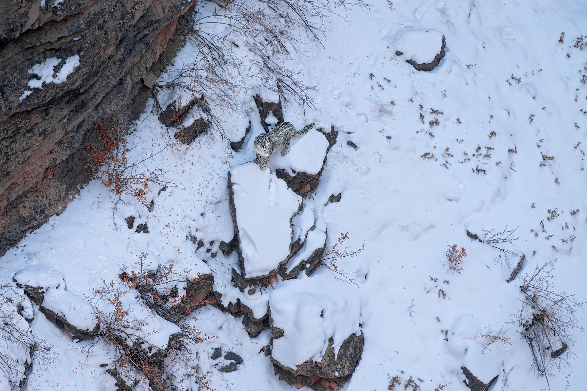 Kibber, Spiti Valley, Himachal Pradesh, India